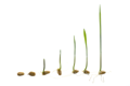 a progression of wheat grass sprouting