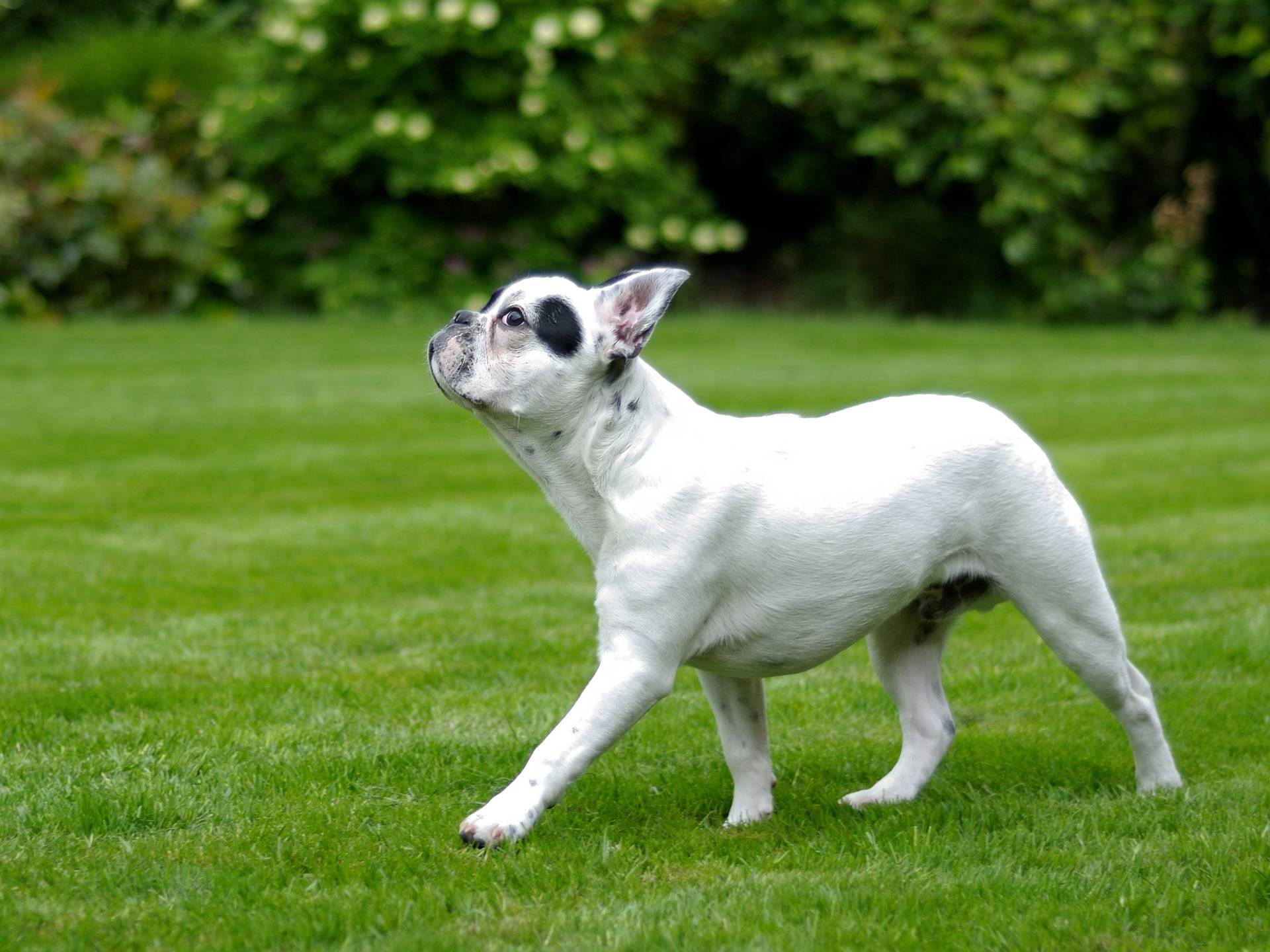 are french bulldogs born with long tails