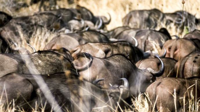 Buffalo, (Syncerus caffer), Kruger National Park, Mpumalanga, South Africa, Africa — Photo
