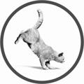 Fullorðinn British Shorthair köttur - Adult British Shorthair Cat - Royal Canin