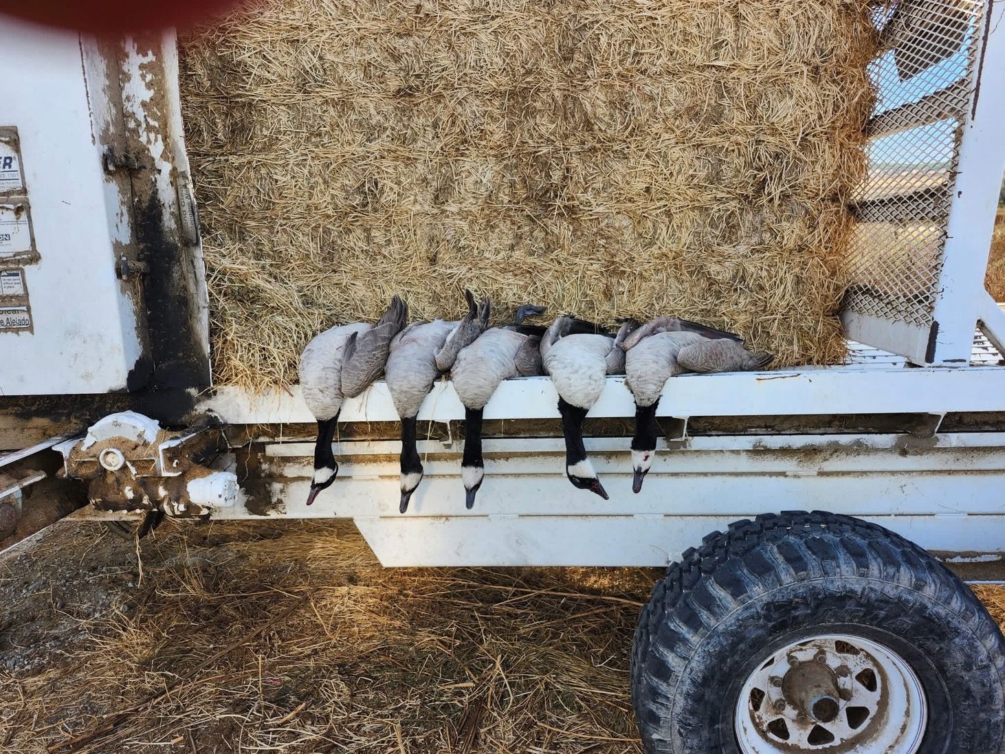 Canada geese on the trailer
