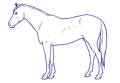 Drawing Horse Body Condition Score 4