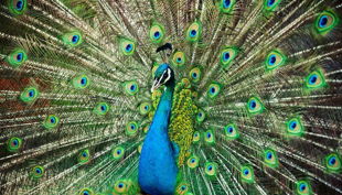 rolfs streichelzoo pfaun mit offenen federn