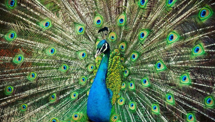 rolfs streichelzoo pfaun mit offenen federn