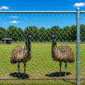 emu-breeding-pair-behind-chain-link-fence