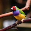 Colourful gouldian finch sitting on a branch