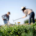 Farmers working with flowers in the forefront