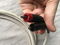 Signal Cable Inc. Silver Resolution Interconnects RCA, ... 3