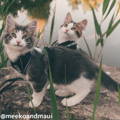 Meeko & Maui Travel Cats Instagram Page