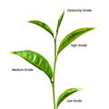 camellia sinensis tea plant for matcha tea