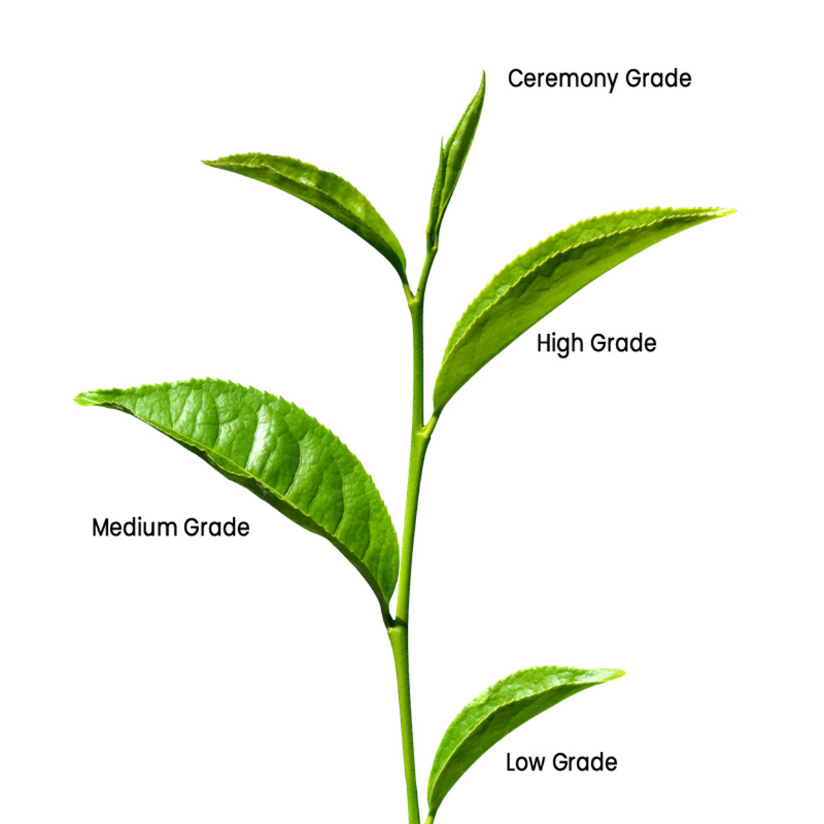 Camellia sinensis tea plant used for shade-grown matcha