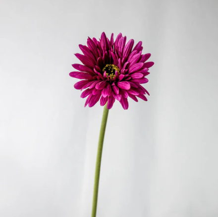 Magenta Real Touch Gerbera - Realistic Artificial Flowers - Image 3