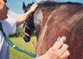 Person holding the feet of a horse CURAFYT