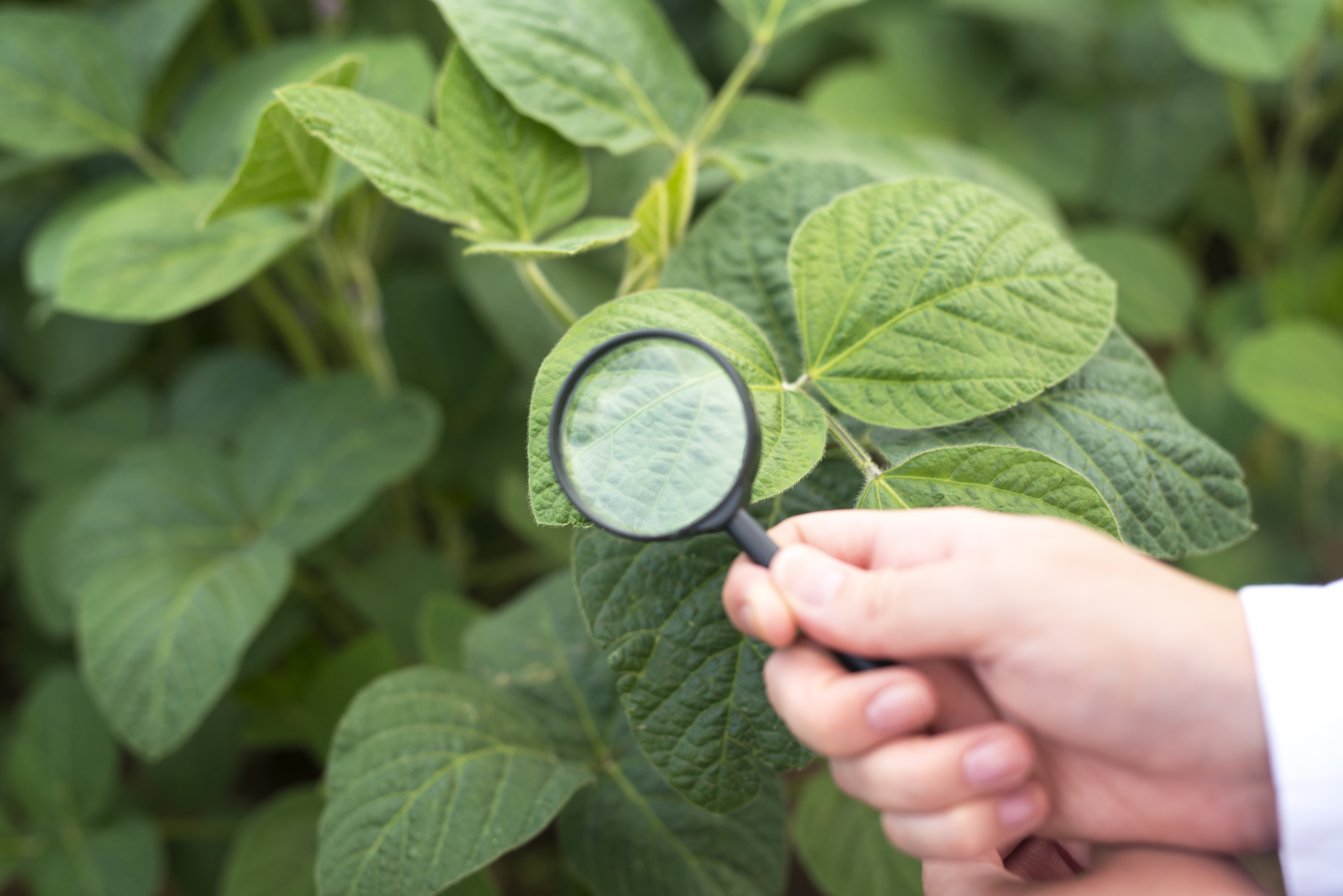 Hand holding a magnifying glass in front of a bean plant leaf