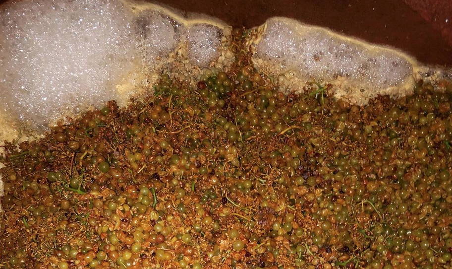 France, vin nature, rawwine, organic wine, vin bio, vin sans intrants, vin sans souffre, vin sans sulfites ajoutés, bistro brute, vin rouge, vin blanc, rouge, blanc, nature, vin propre, vigneron, vigneron indépendant, domaine bio, biodynamie, vigneron nature, cave vin naturel, cave vin, caviste, vin biodynamique, bistro brute, Quimper, Finistère , henri milan, provence, domaine milan