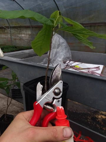 How to graft a pawpaw tree