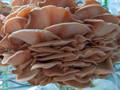 Pink Oyster Mushrooms growing in a fruiting chamber