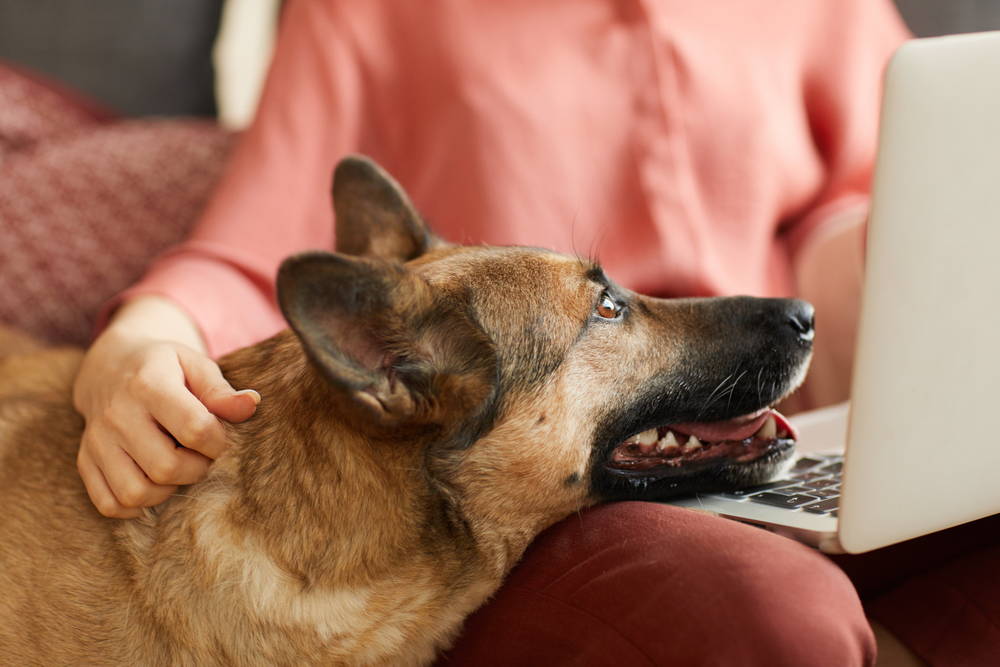 Happy German Shepherd dog resting its head on its owner's knee