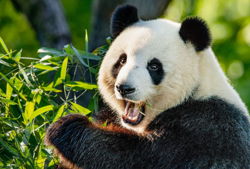 kindergeburtstag im zoo panda