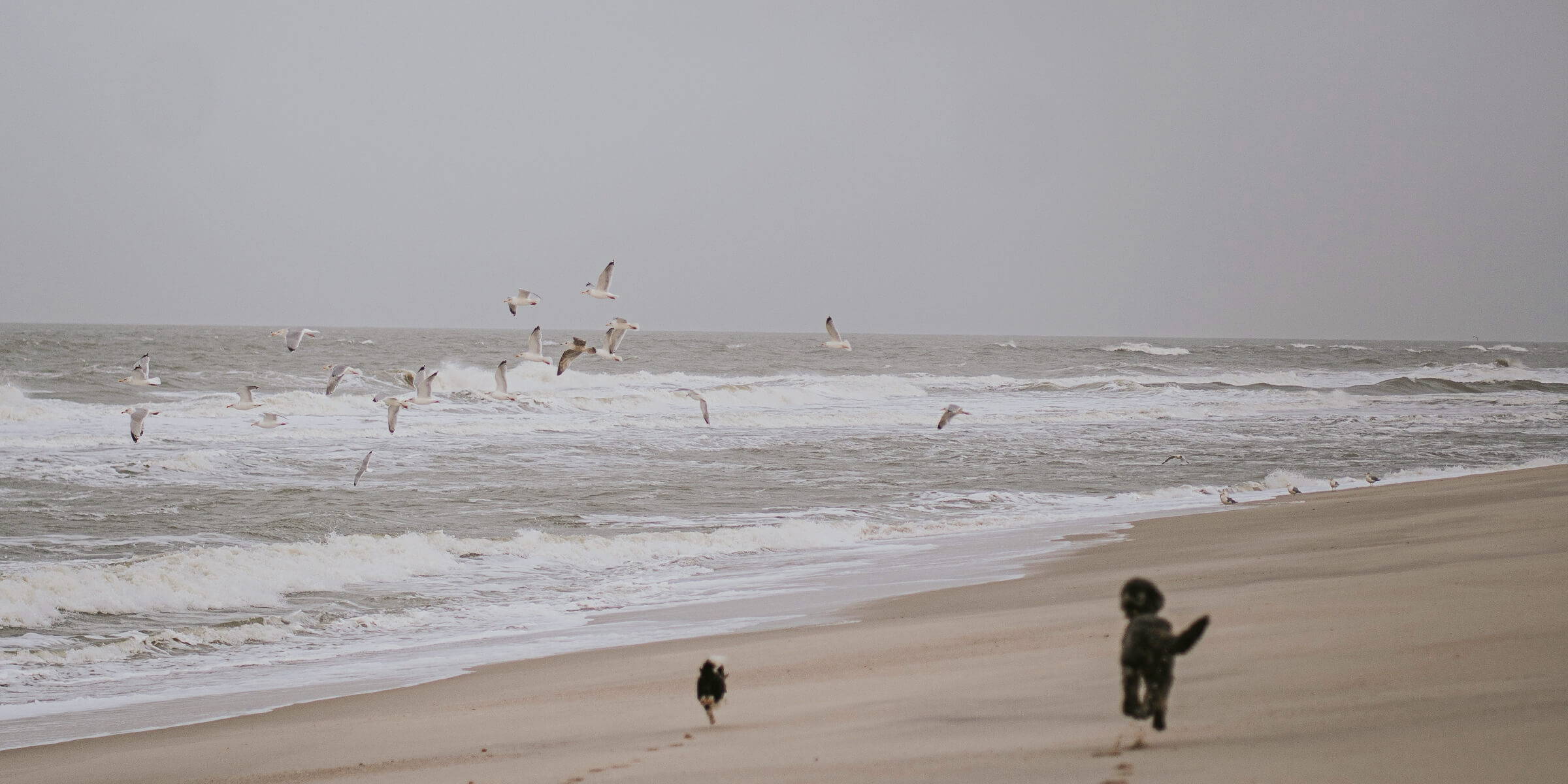 Dwa psy jedzą karmę dla psów Ofrieda
