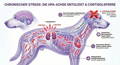 Chronischer Stress beim Hund - HPA-Achse Entgleisung
