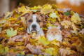 Cat and dog poking their heads out of a giant pile of fallen fall leaves