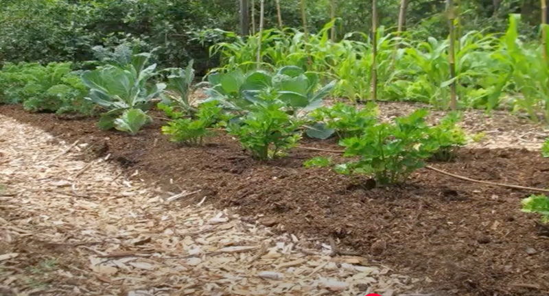 No-Till Gardening: An Easier Way to Grow