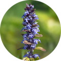 turkesterone extract
