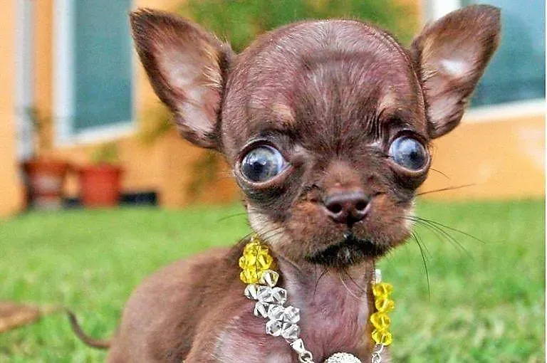 chihuahua and pekingese mix