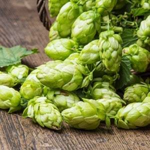 washington hops craft beer breweries