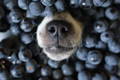 Closeup of a dog's nose poking out of a pile of blueberries