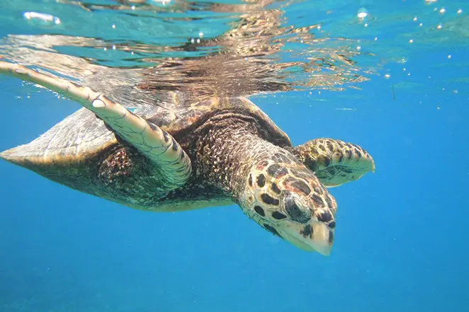 Une tortue géante nage sous l'eau