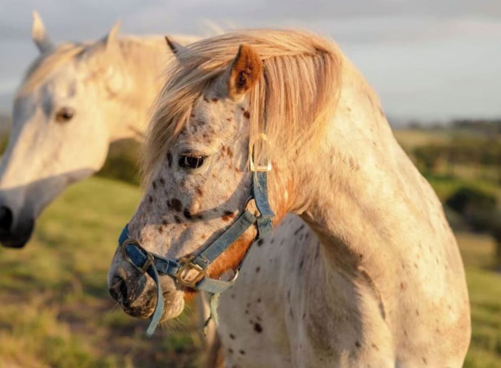 Screenshot_2-2-2026_93517_www.vrbo