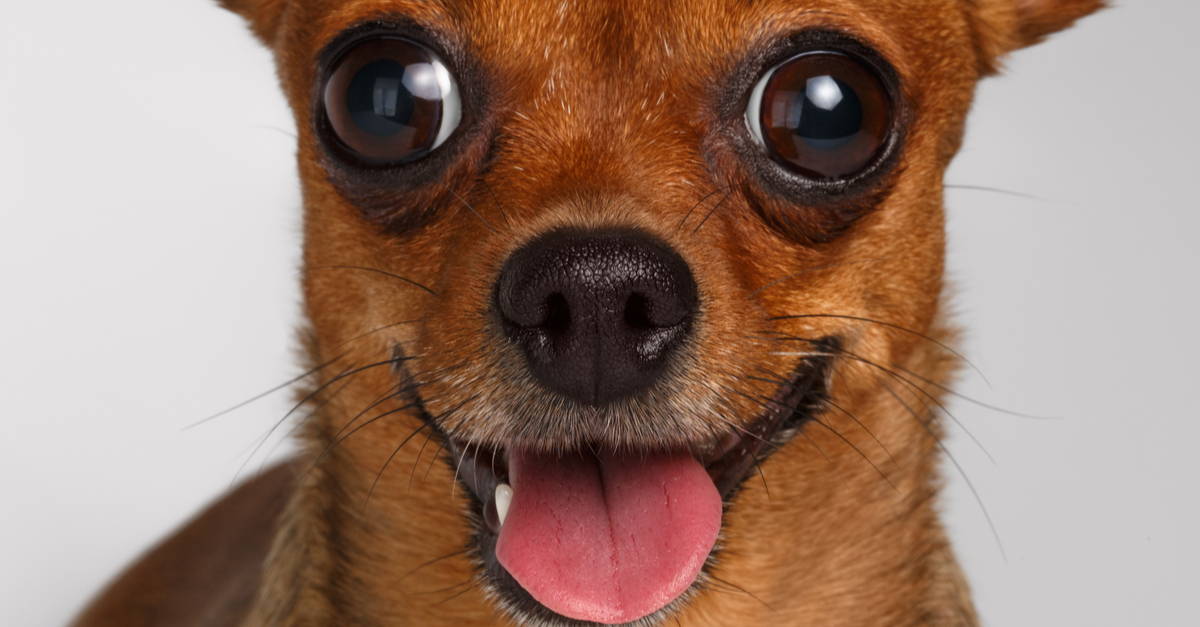 chihuahua bulging eyes