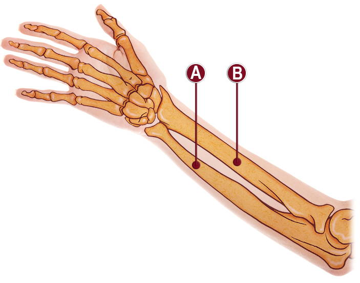 FOREARM  ANATOMY ILLUSTRATION