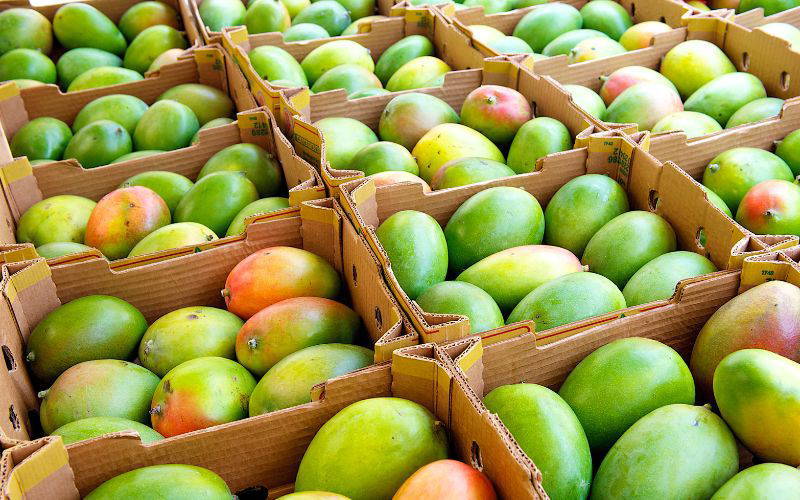 Navigating the African Mango Supplement Terrain Safely
