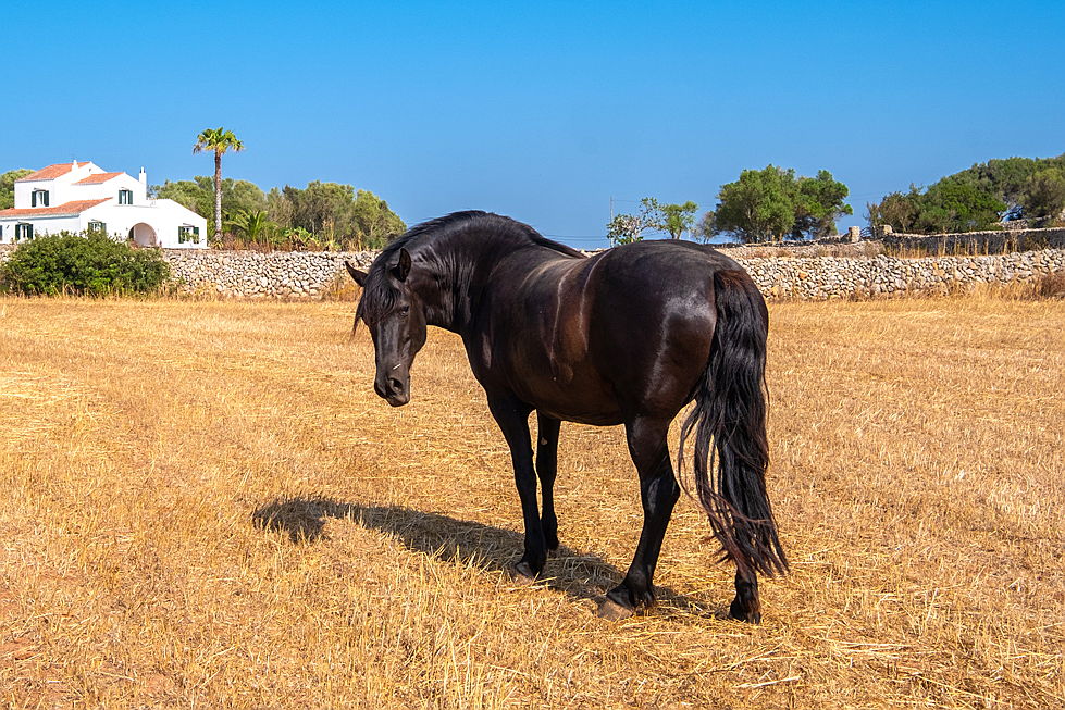  Mahón
- E&V Menorca: The paradise for horse riders