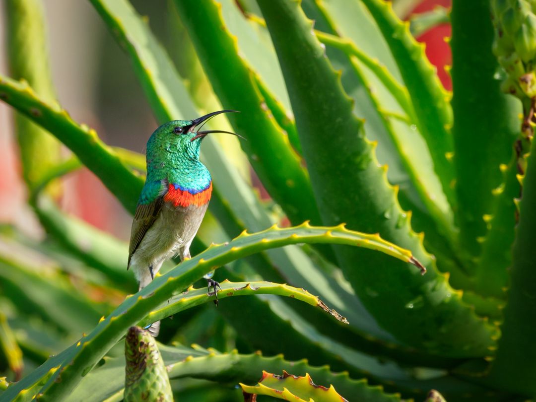 Tropical bird on a plant.