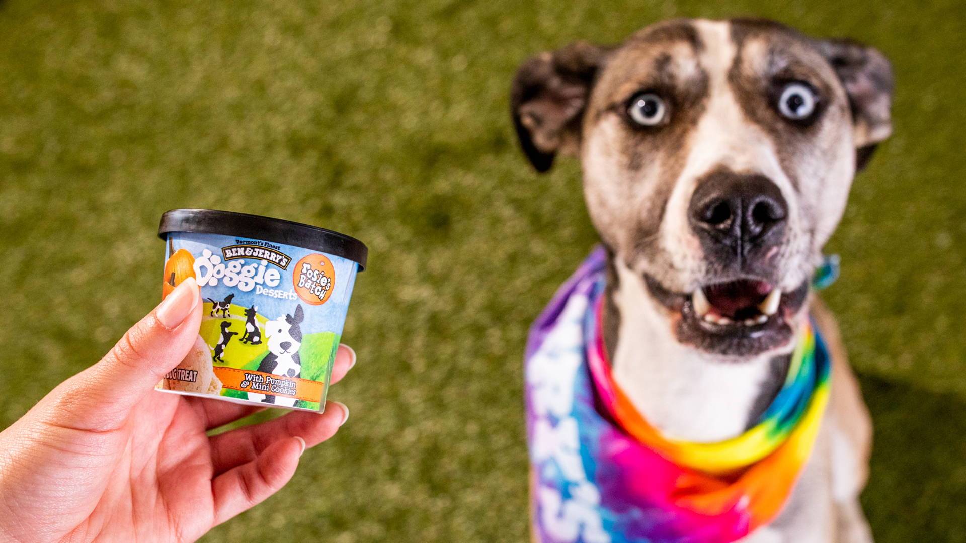 Featured image for Move Over Drive-Thru Puppuccinos, Ben & Jerry's Makes Dog-Friendly Ice Cream
