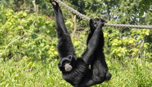 zoo dortmund siamang