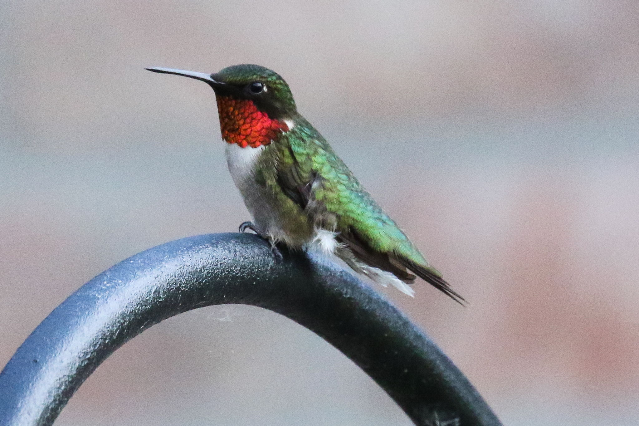Ruby-Throated Hummingbird