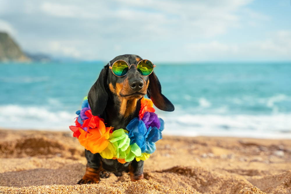 Small dog wearing sunglasses on a hot summer beach