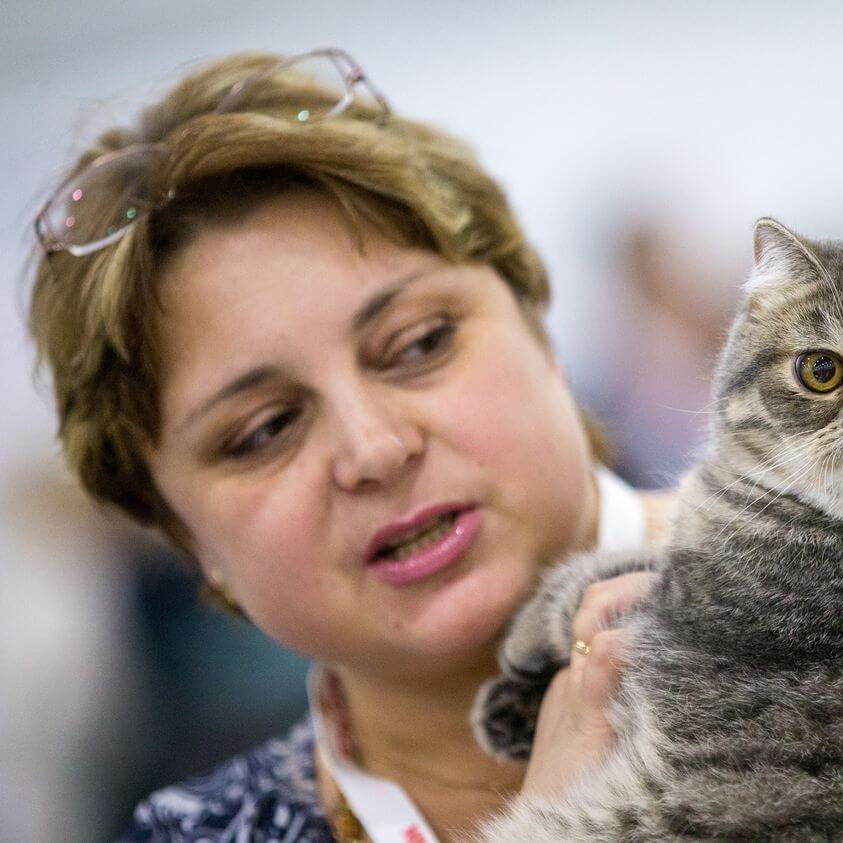 As 30 Melhores E Mais Populares Racas De Gato Senhor Gato