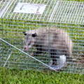 alabama_opossum_humanely_captured alabama_opossum_humanely_captured