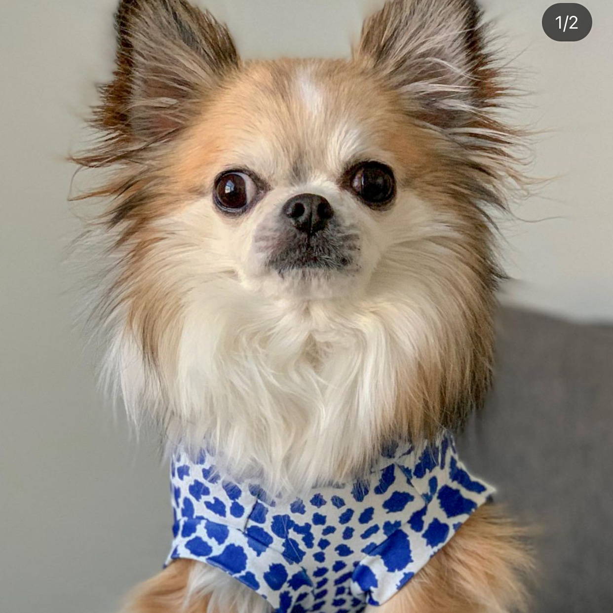 two chihuahuas wearing clothes