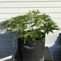 Cannabis plant right after undergoing defoliation 