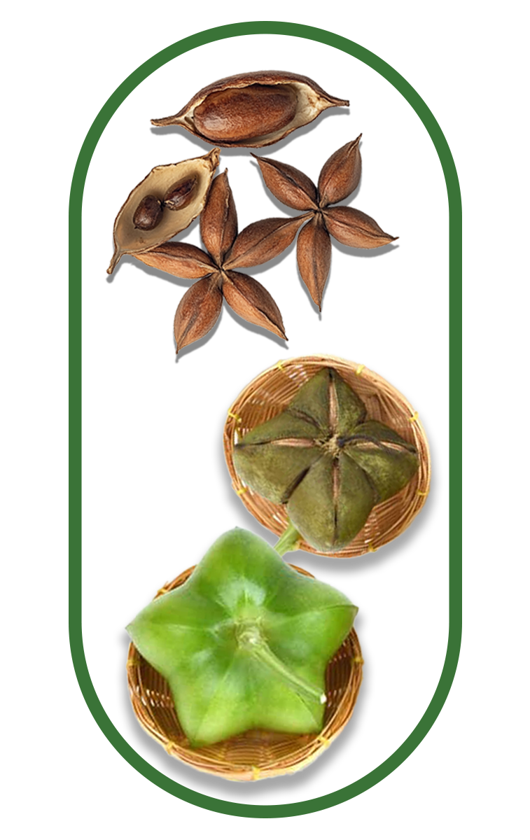 Whole and shelled sacha inchi seeds displayed in baskets, used to make sacha inchi oil capsules