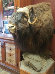 Musk ox