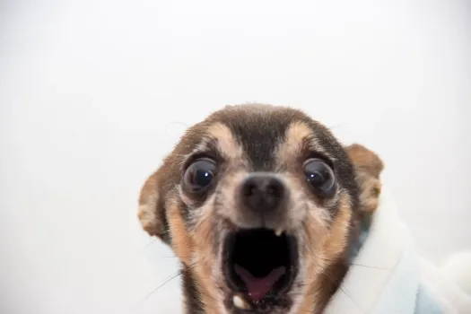 very angry chihuahua dog