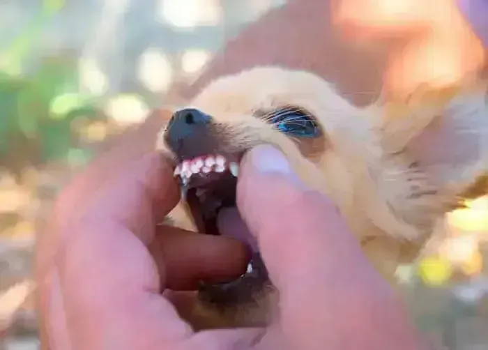 chimation puppies for sale